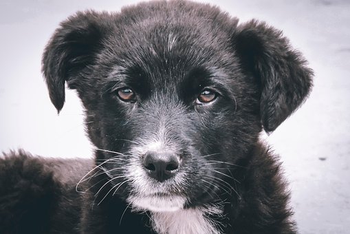 Free Dog Pet photo and picture