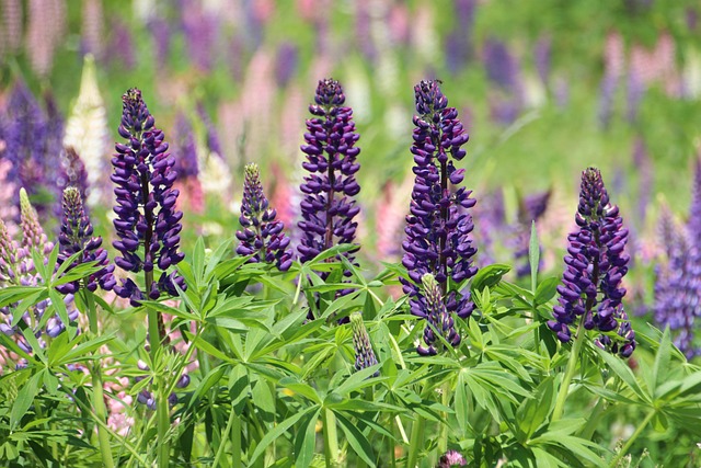 Wolvin, Bloemen, Planten, Paarse Bloemen