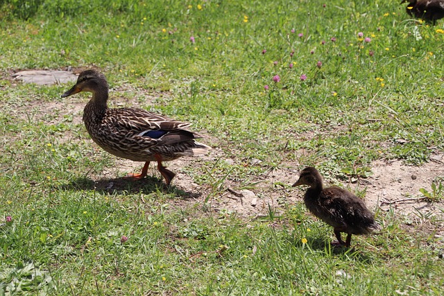 Wilde Eend, Eend, Watervogel, Dieren
