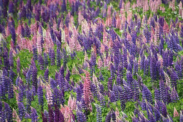 Wolvin, Bloemen, Planten, Bloom