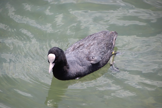 Koet, Eend, Vogel, Dier, Watervogels