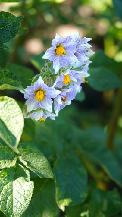 Fleurs De Pomme Terre - Photo gratuite sur Pixabay