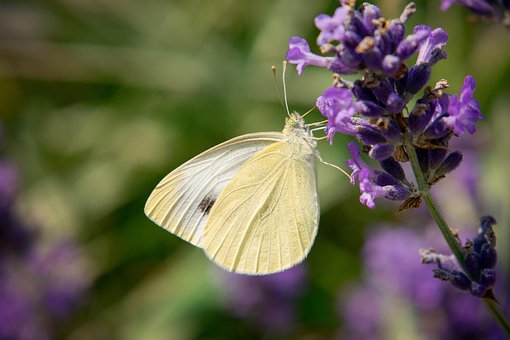 Free Butterfly Flower photo and picture