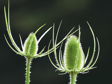 Teasel, Blomster, Frøhoveder, Plante