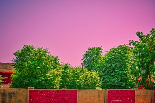 Free Tree Sky photo and picture