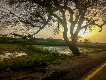 Free Tree Nature photo and picture