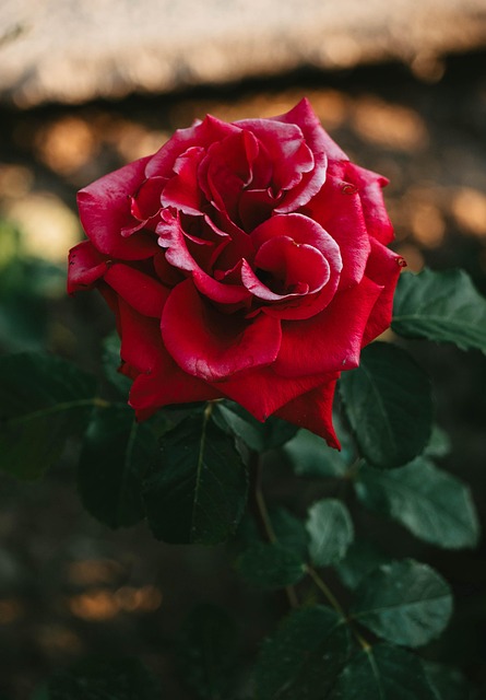 Rose, Blomst, Blomst Tapet, Rød Rose