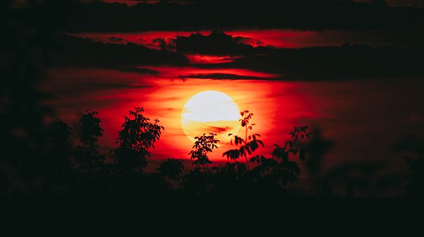 Solnedgang, Skumring, Træer, Natur