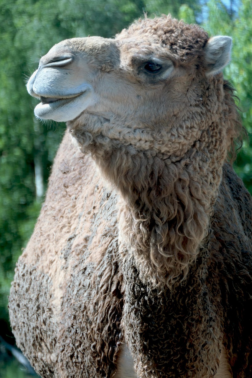 Dromedario Camello Animal - Foto gratis en Pixabay - Pixabay