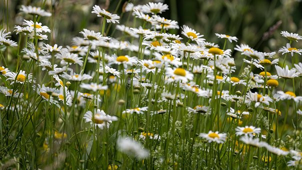 Free Daisies Flowers photo and picture