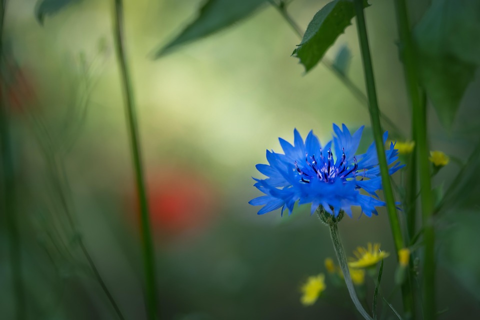ヤグルマギク 花 青い花 Pixabayの無料写真