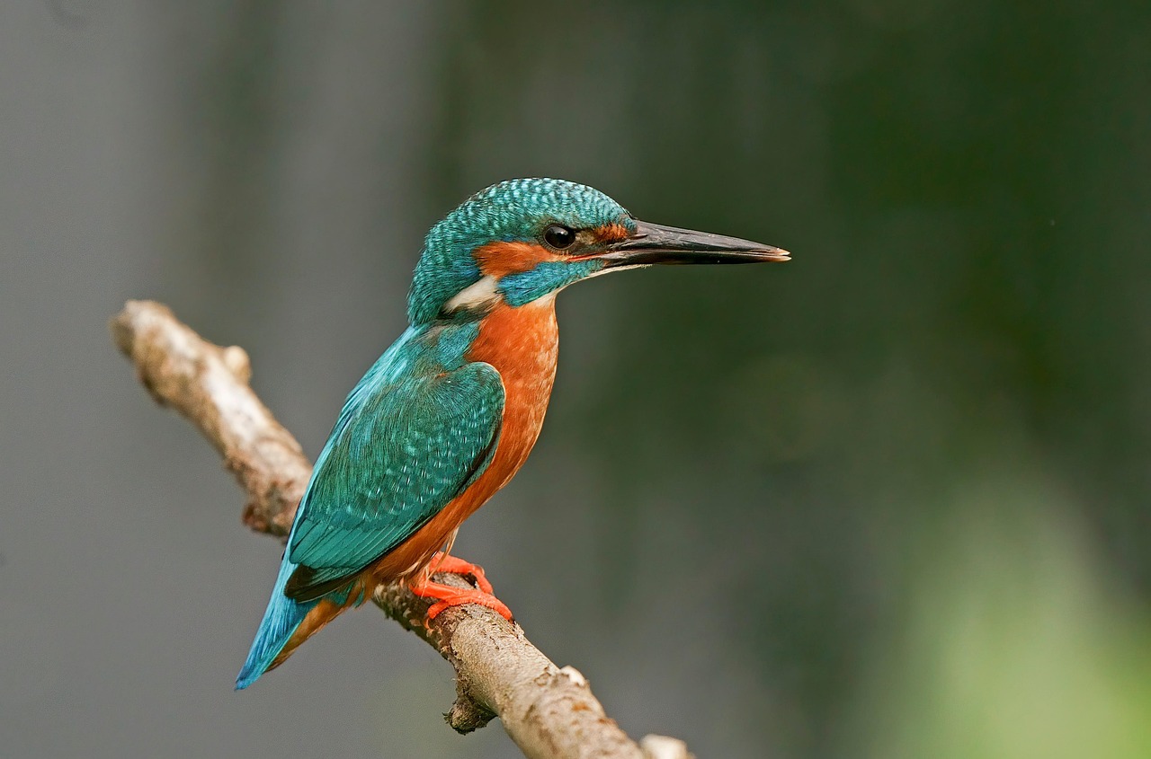 1 000 Free Kingfisher Bird Images Pixabay 1 000 Free Kingfisher Bird Images Pixabay