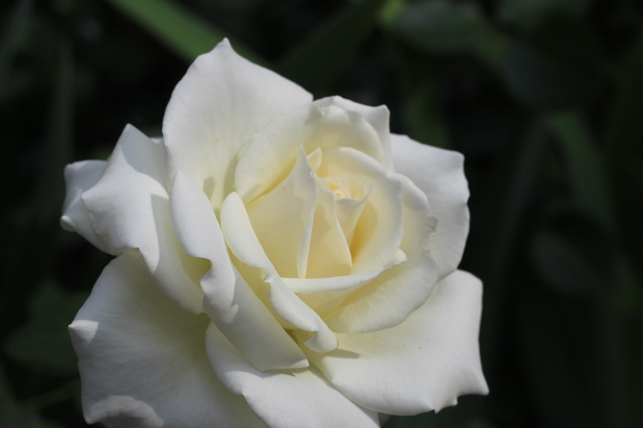 Rose Fleur Blanche Photo gratuite sur Pixabay Pixabay
