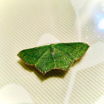 Free Butterfly Insect photo and picture