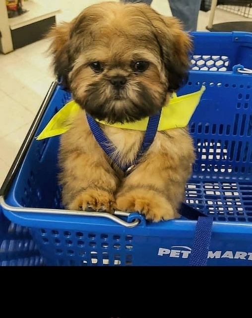 Free Dog Puppy photo and picture