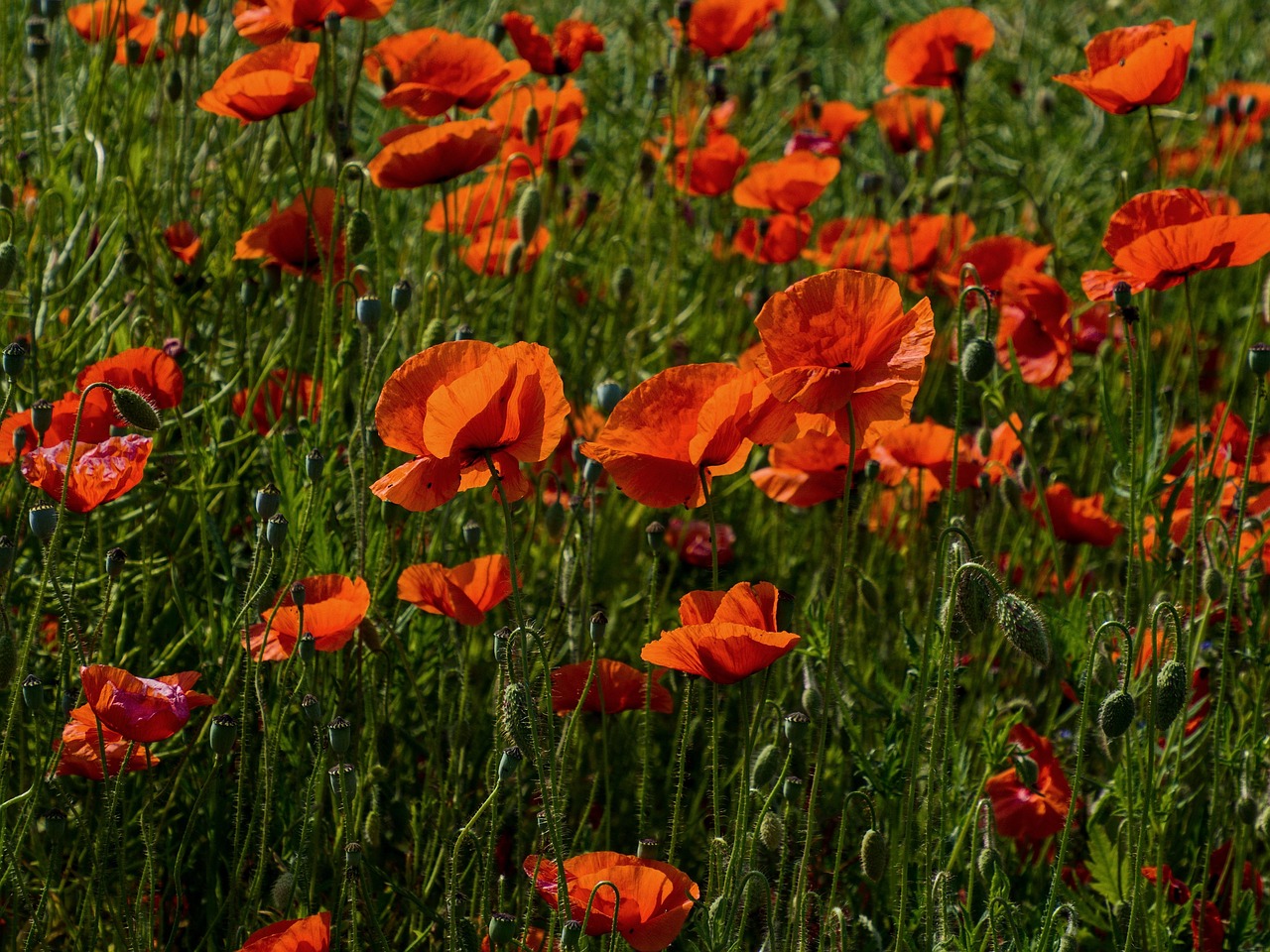 Poppies Flowers Field Free photo on Pixabay Pixabay