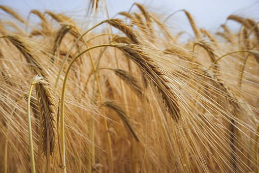 Wheat Oligopeptides powder Wheat Oligopeptides powder