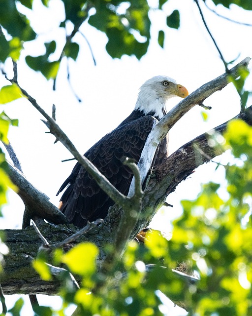 Free Bald Eagle Eagle photo and picture