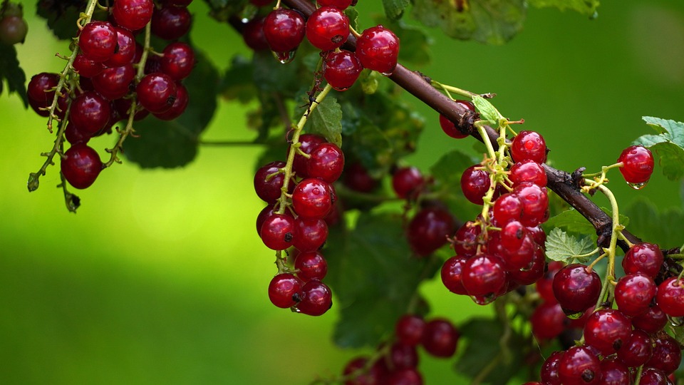 Grosellas Fruta Comida - Foto gratis en Pixabay