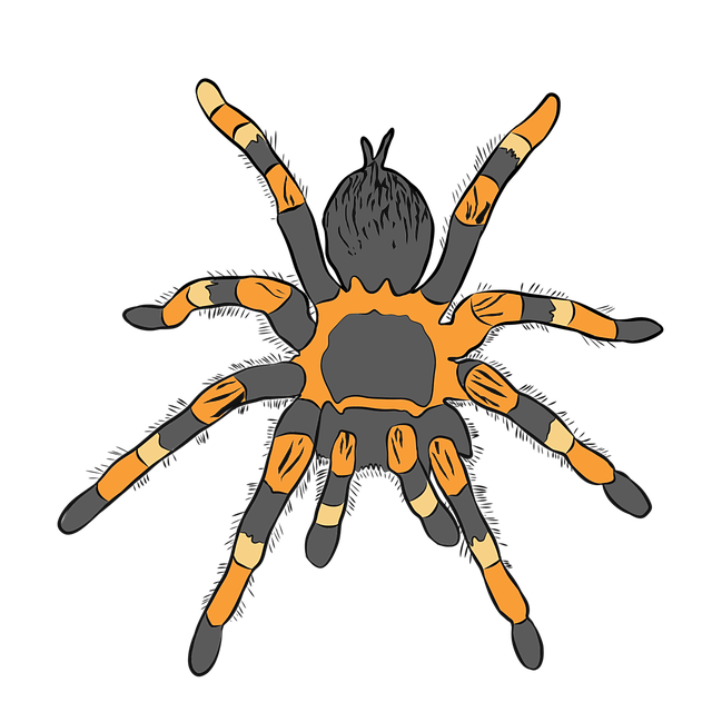 10+ Free Mexican Redknee & Tarantula Images Pixabay