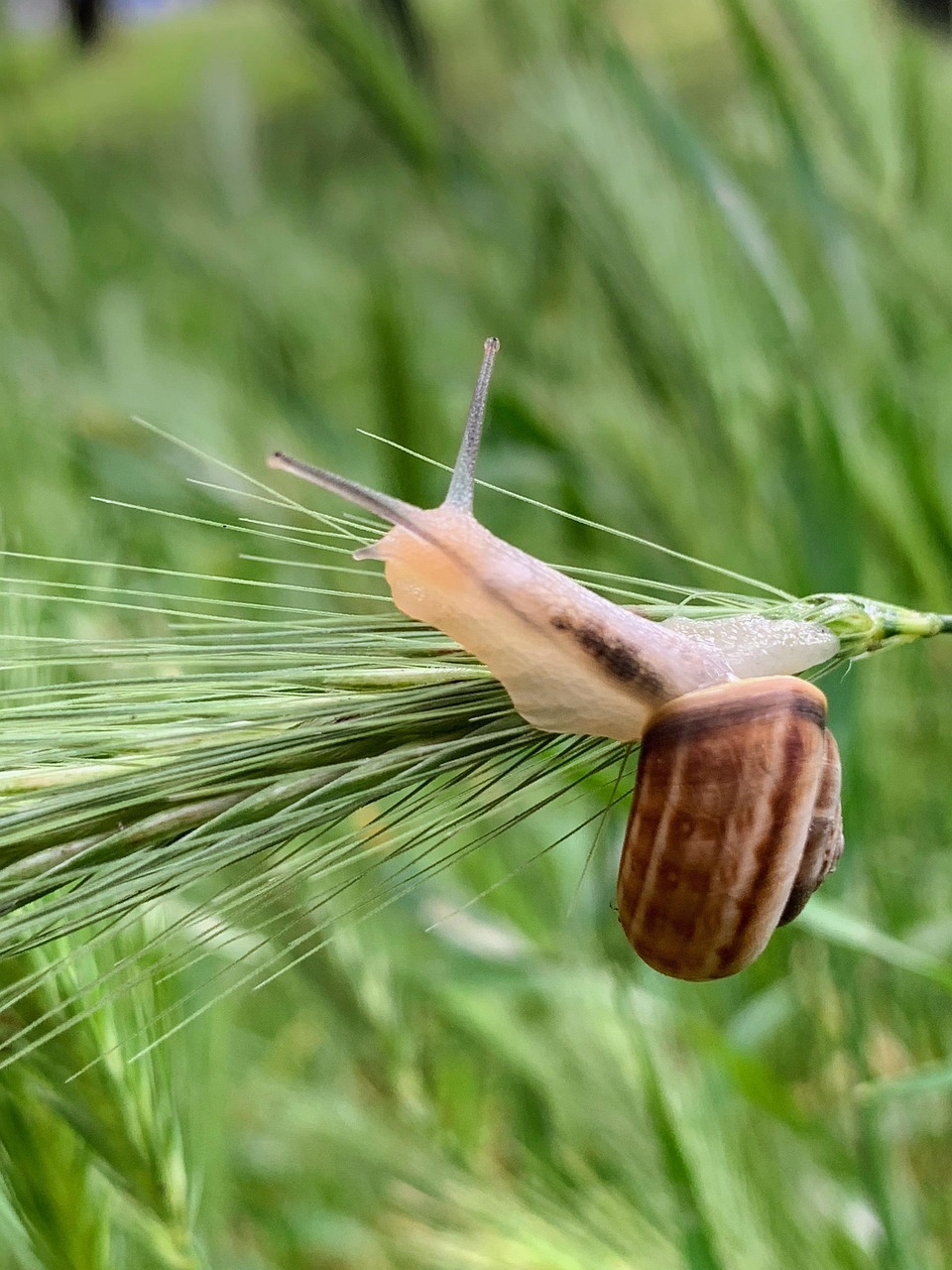 Snail Shell Mollusk Free photo on Pixabay Pixabay