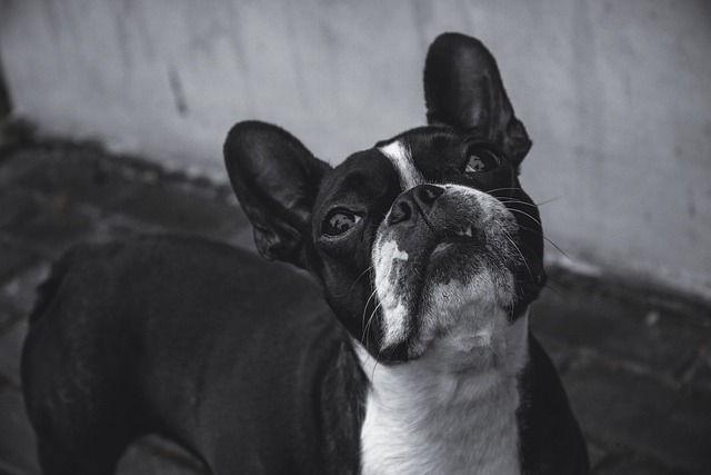 Bulldog, Hund, Kjæledyr, Dyr, Hjørnetann