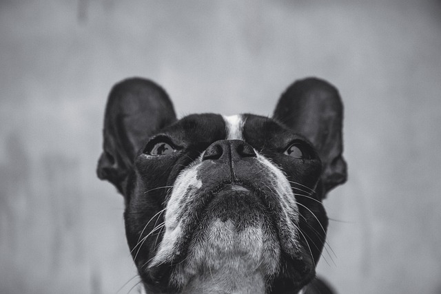 Bulldog, Hund, Kjæledyr, Dyr, Hjørnetann