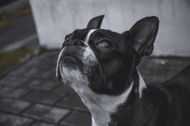Bulldog, Hund, Natur, Kjæledyr, Dyr