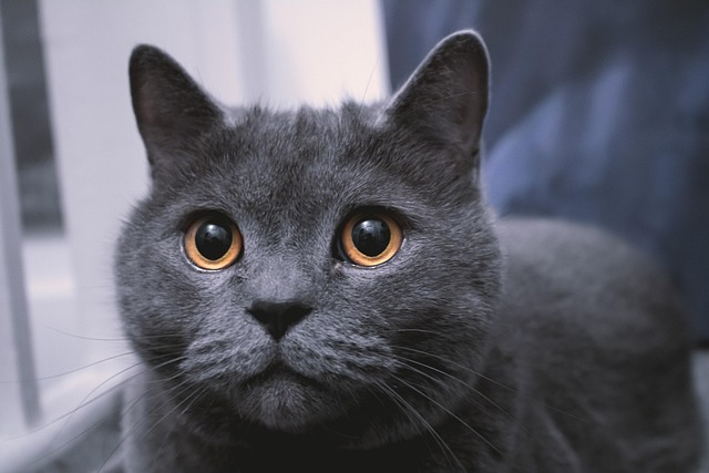 Cat, Kjæledyr, Katteaktig, Dyr, Pels