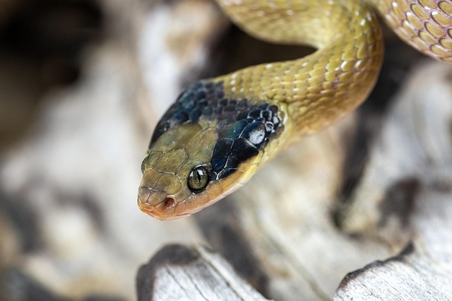 Free Snake Reptile photo and picture