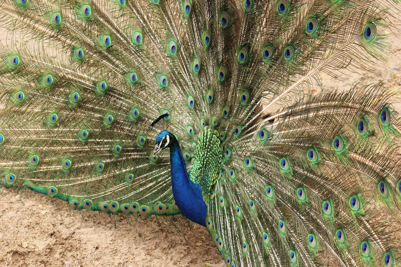 공작 새 깃털 - Pixabay의 무료 사진 - Pixabay