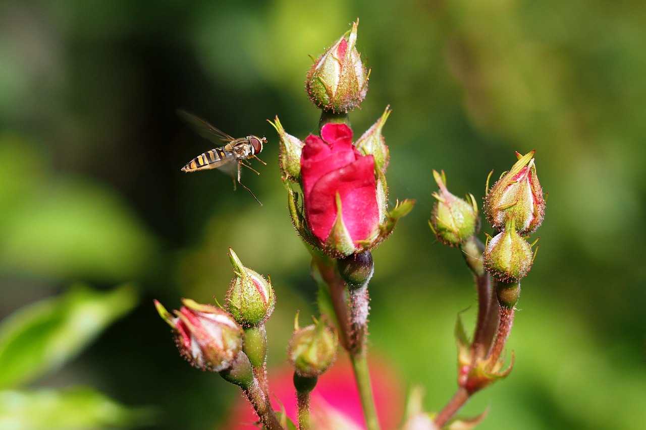 Inect Pollination Bee Insect Pollinate - Free photo on Pixabay - Pixabay