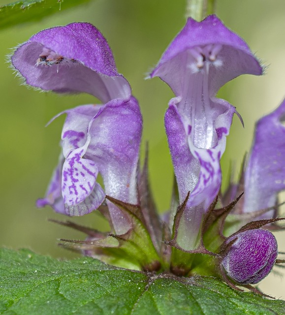 Free Skullcaps Flowers photo and picture