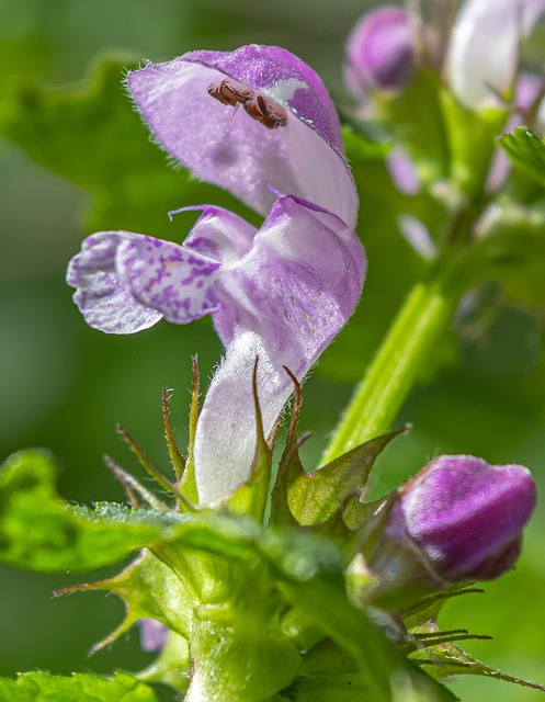 Free Skullcaps Flowers photo and picture