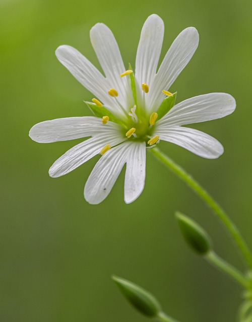 Free Chickweed Flower photo and picture