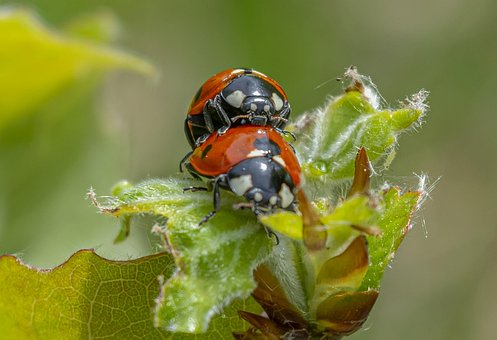 Free Ladybirds Insects photo and picture