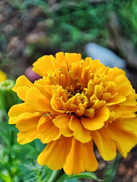 Morgenfrue, Blomst, Gul Blomst