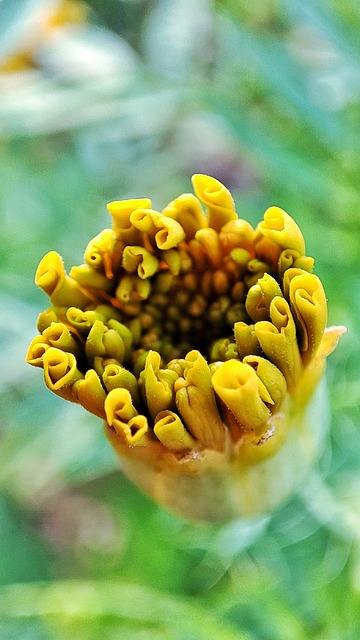 Zinnia, Blomst, Knop, Gul Blomst, Plante
