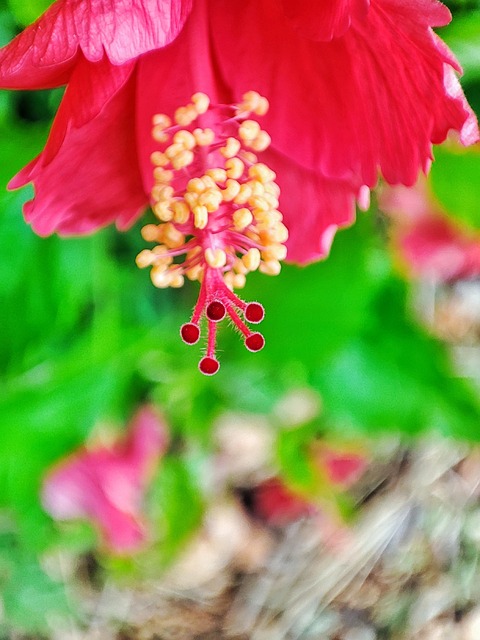 Hibiscus, Blomster, Natur, Blomst