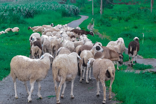 Free Sheep Animals photo and picture