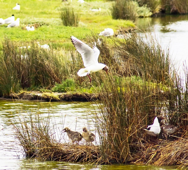 Free Seagulls Birds photo and picture