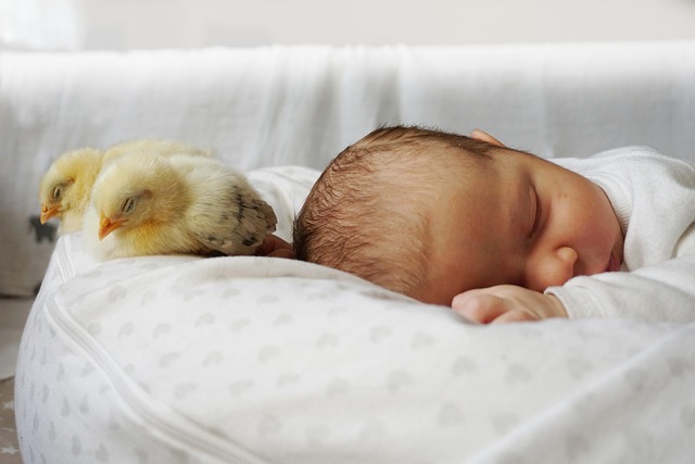 Free Baby Chicken photo and picture