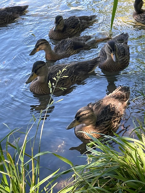 Free Duck River photo and picture