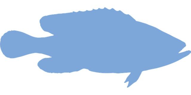 Free argus fish animal vector