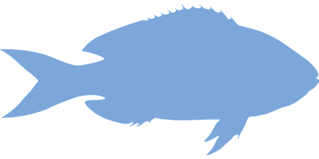 Free bream annular sea bream fish illustration