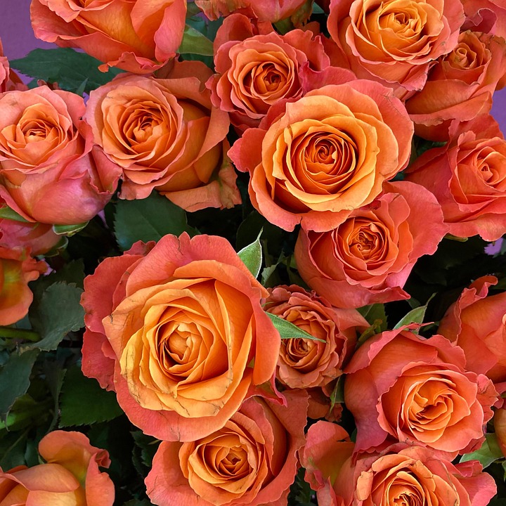 Roses Flowers Rose Bloom - Free photo on Pixabay - Pixabay