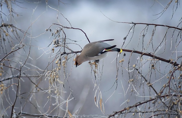 Boem Mătăsar, Pasăre, Animal, Natura