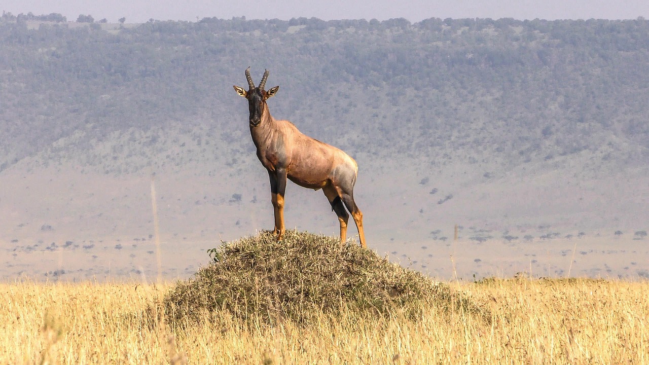 Topi Antelope Animal - Free photo on Pixabay - Pixabay