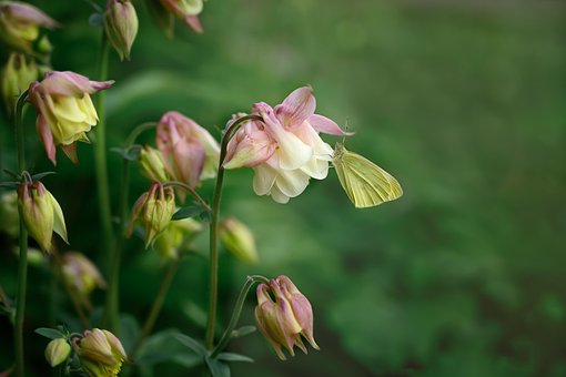 Schmetterling, Blumen, Bestäuben