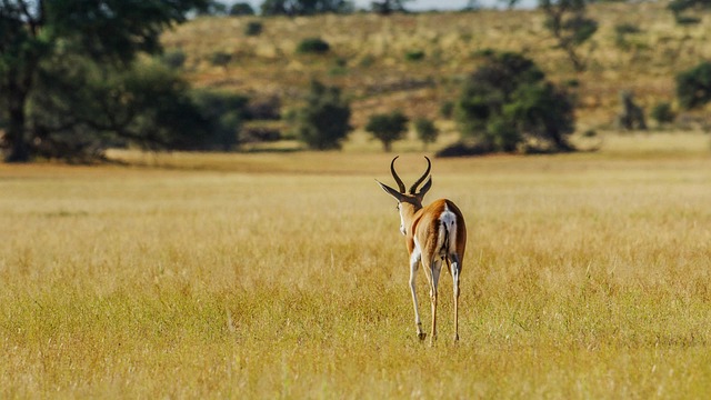 Springbok Farm 100+ Free Springbok & Nature Images - Pixabay